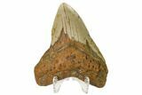 Bargain, Fossil Megalodon Tooth - North Carolina #161442-2
